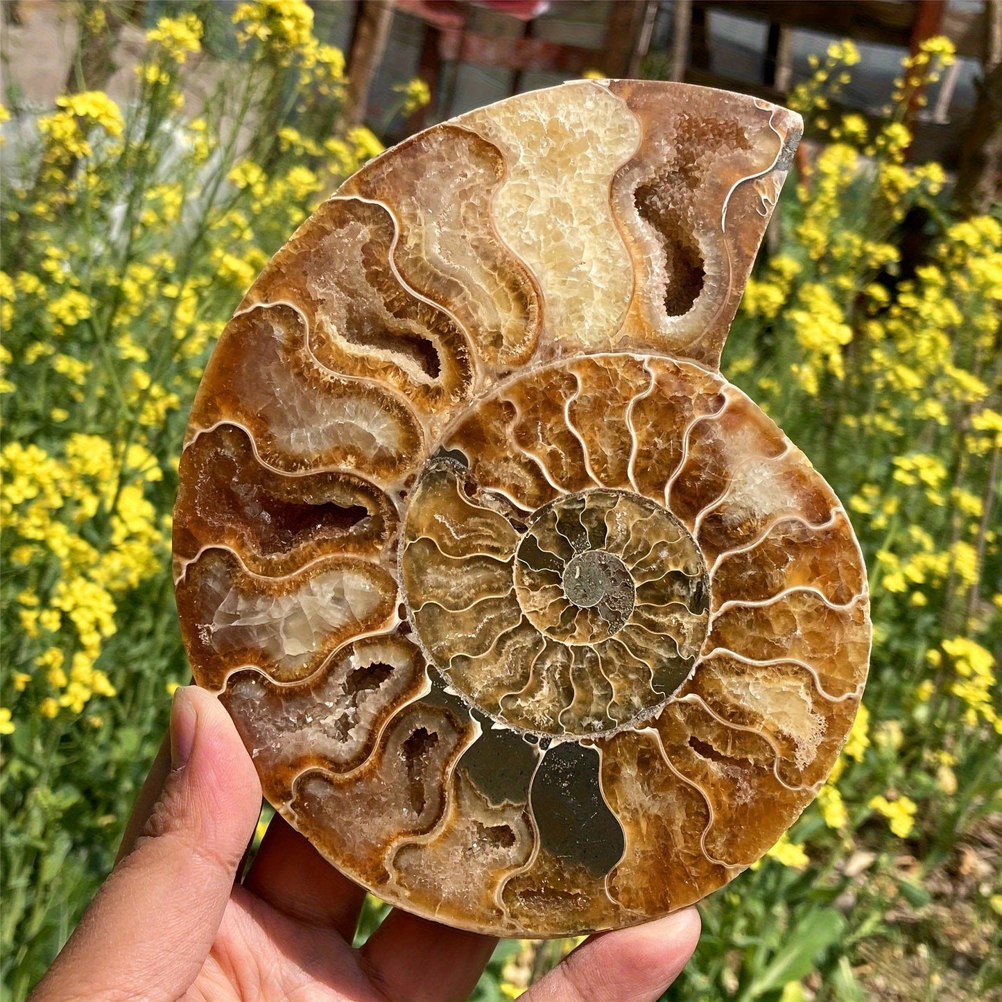 Natural Seahorse Scallop Crystal Stone For Home Decor and Gifts - Earth Heart Resources