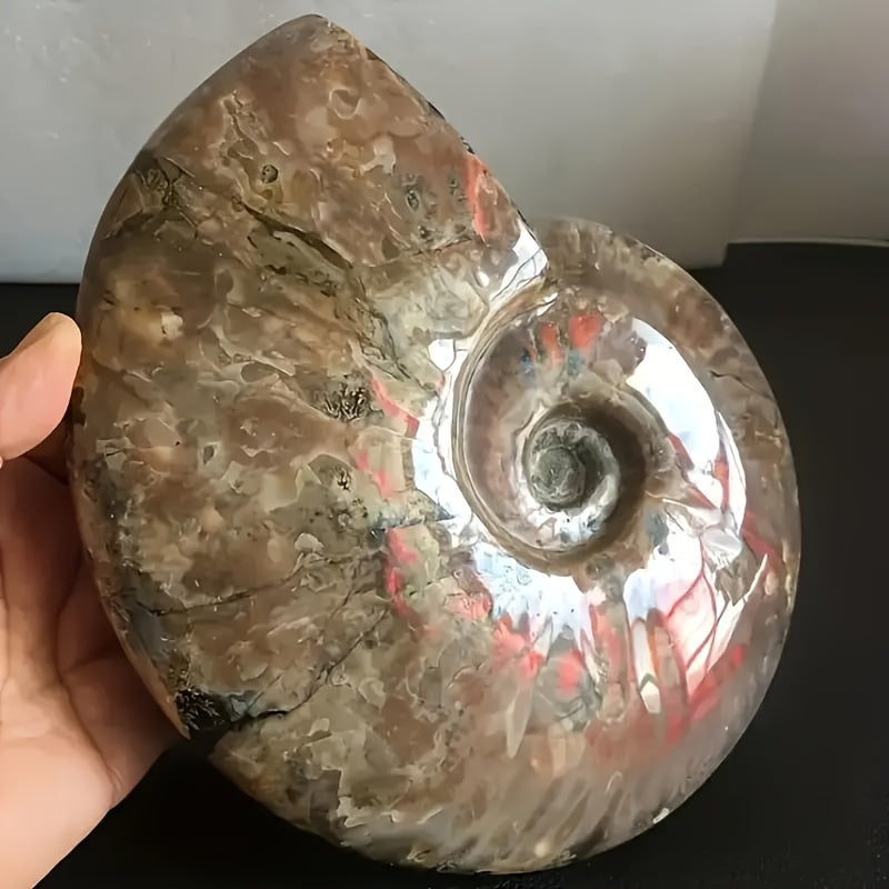 Natural Seahorse Scallop Crystal Stone For Home Decor and Gifts - Earth Heart Resources