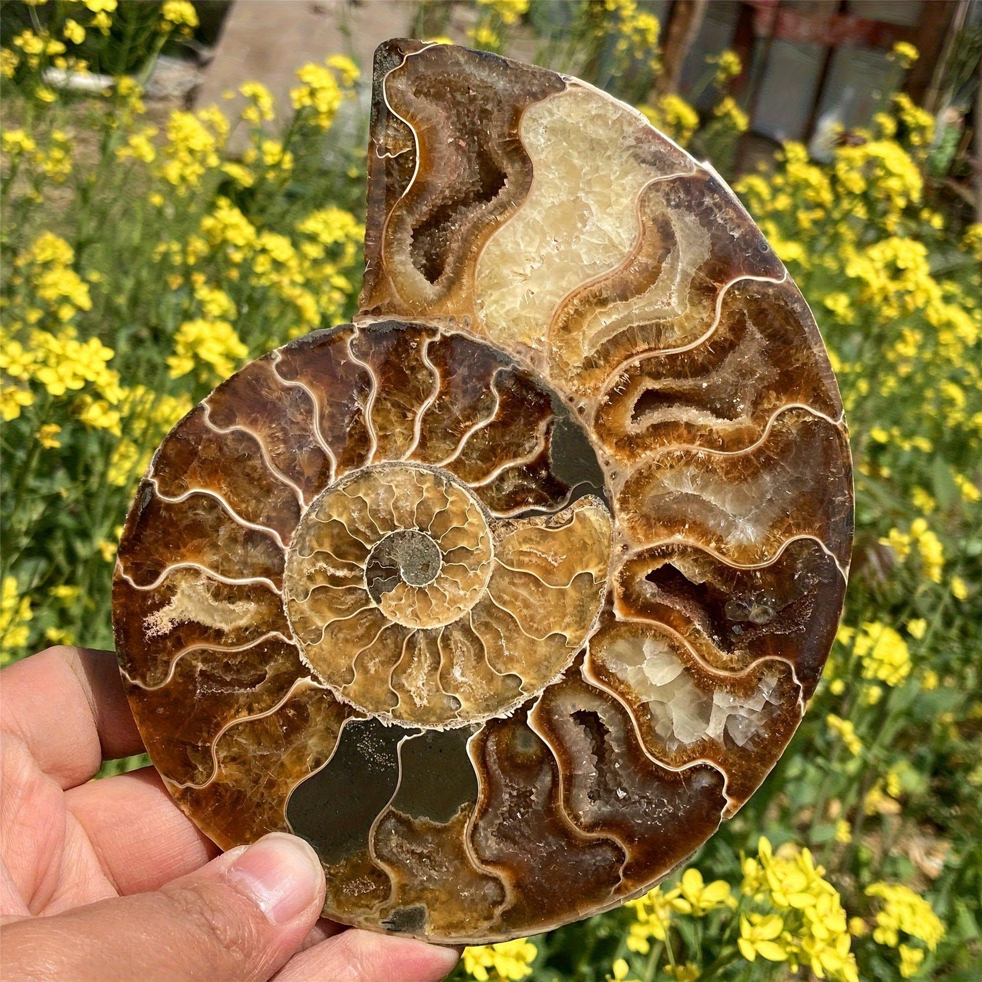 Natural Seahorse Scallop Crystal Stone For Home Decor and Gifts - Earth Heart Resources